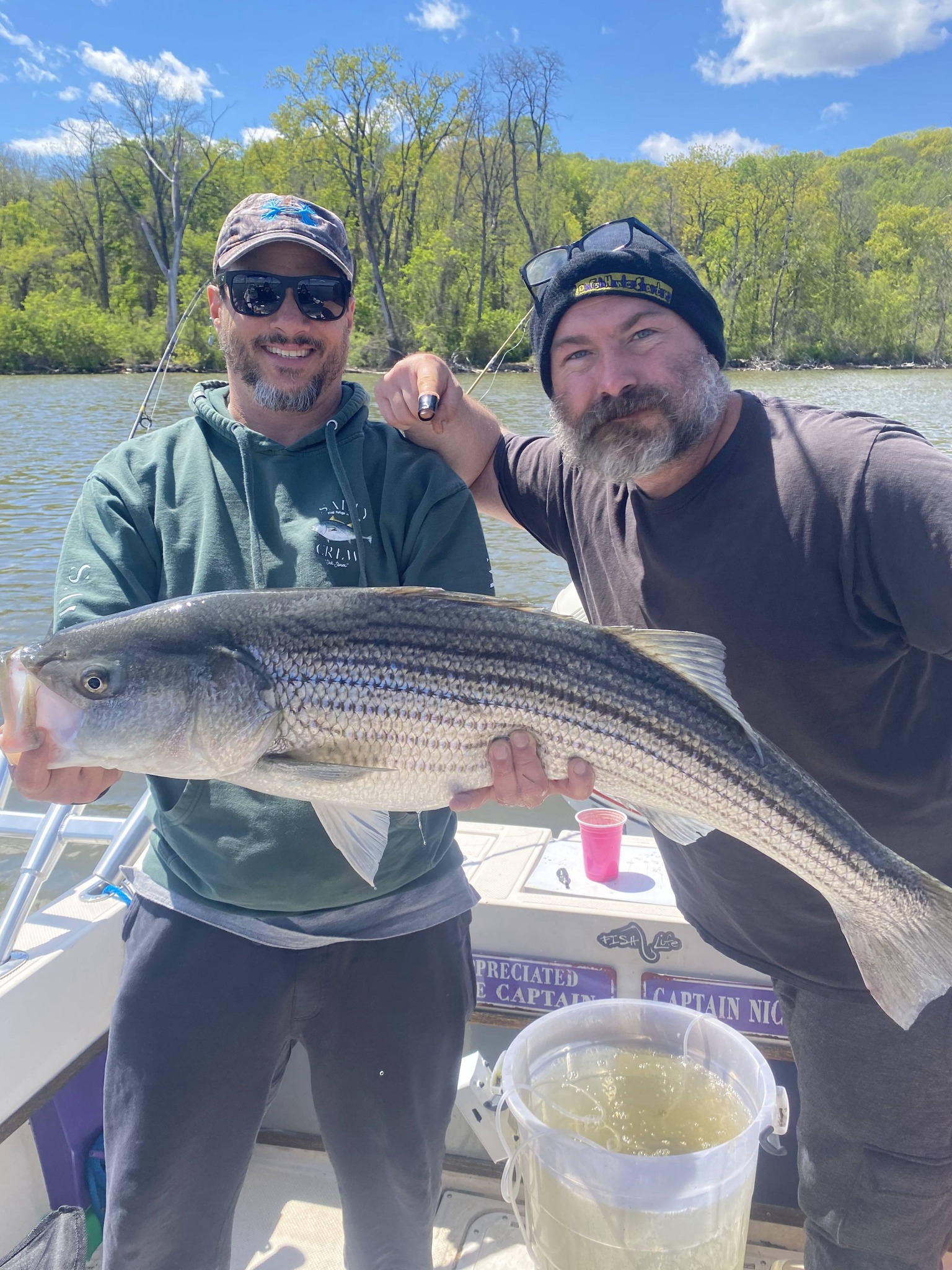Striped bass fishing success on boat in Connelly NY waters