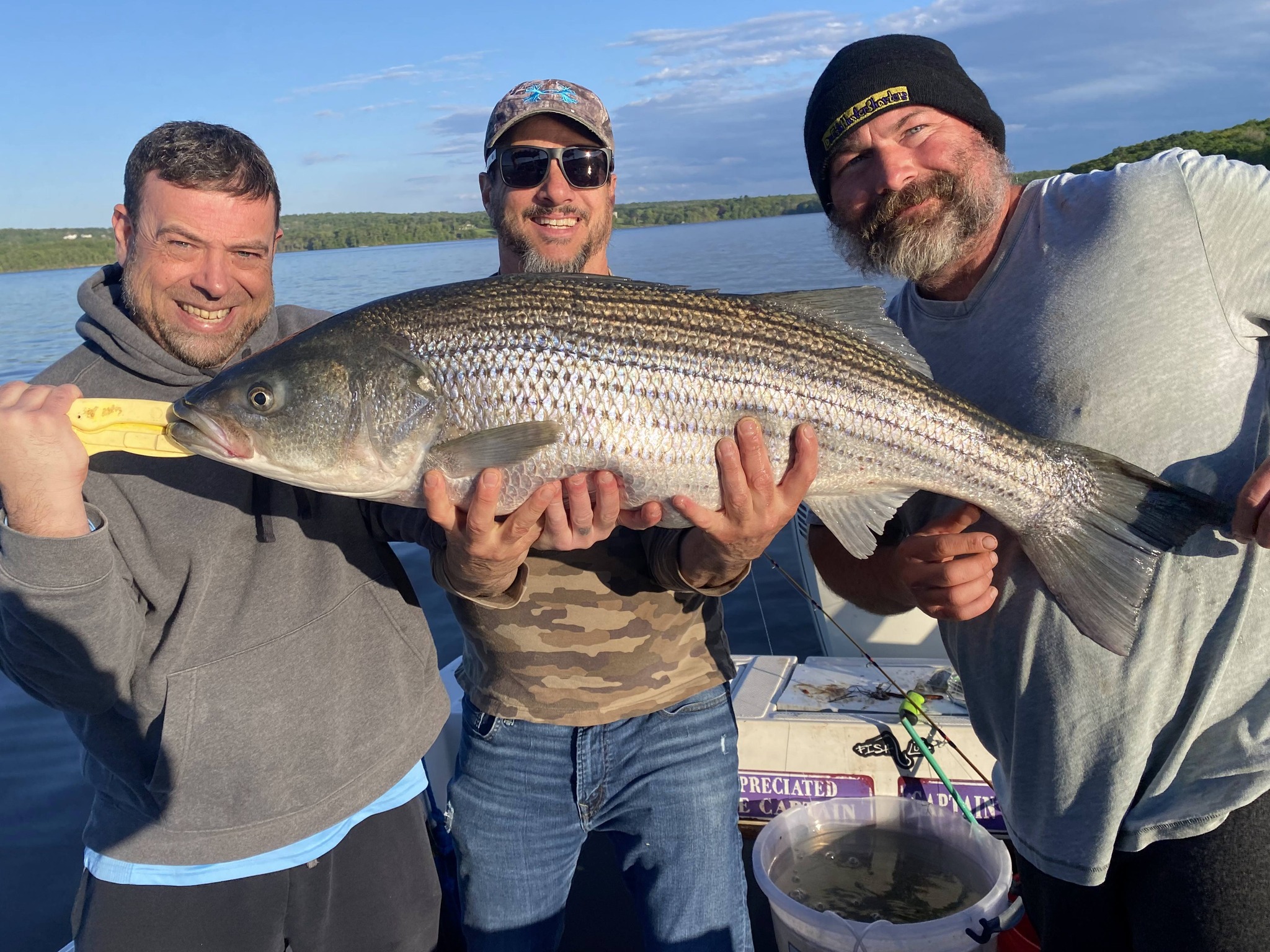 Three anglers holding large striped bass on fishing boat in Connelly NY waters