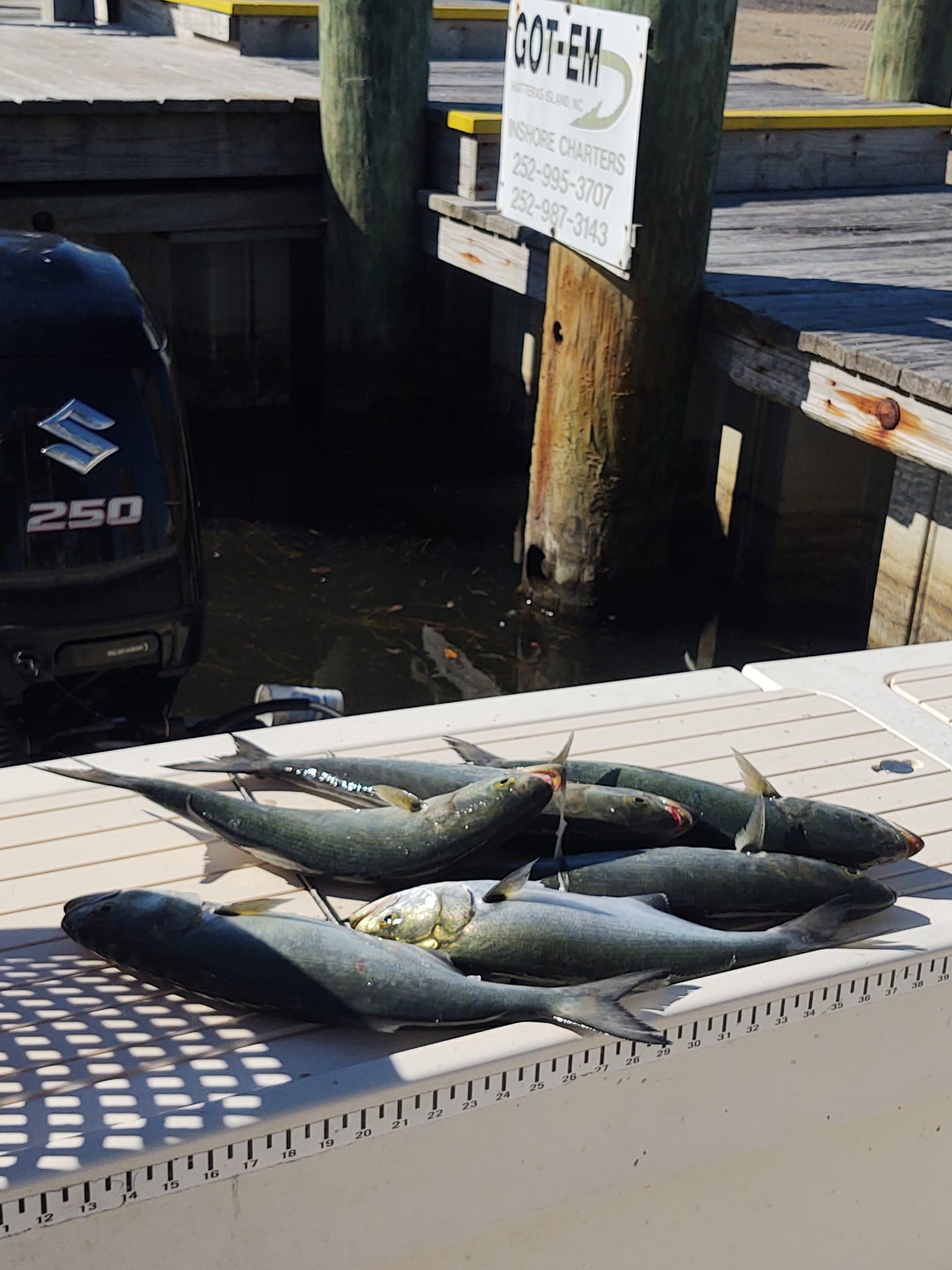 3 fish caught while fishing in Hatteras