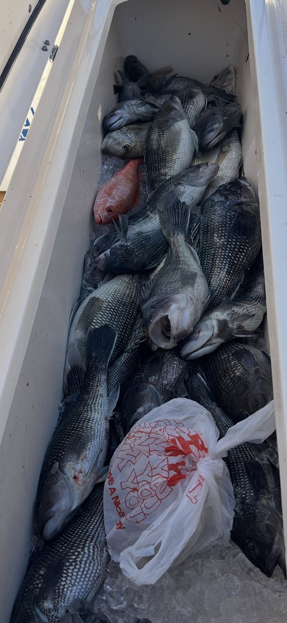 Fresh caught black sea bass in cooler from Murrells Inlet SC fishing trip
