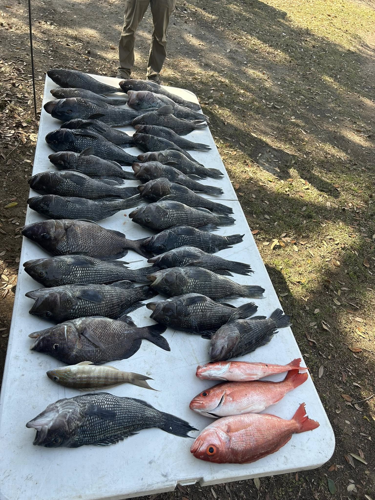 Fishing catch display of Black Sea Bass, Sand Perch, and Red Snapper laid out on white table in Murrells Inlet SC