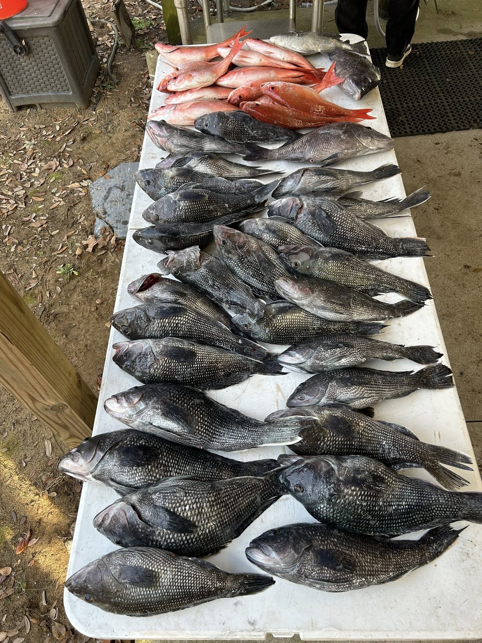 Fresh caught Black Sea Bass and Red Snapper displayed on white table from Murrells Inlet SC fishing charter