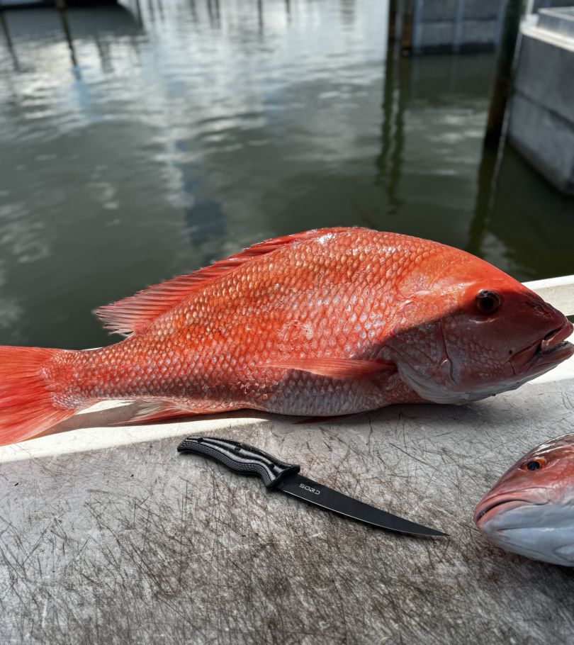 Grey Snapper fishing in Boca Grande