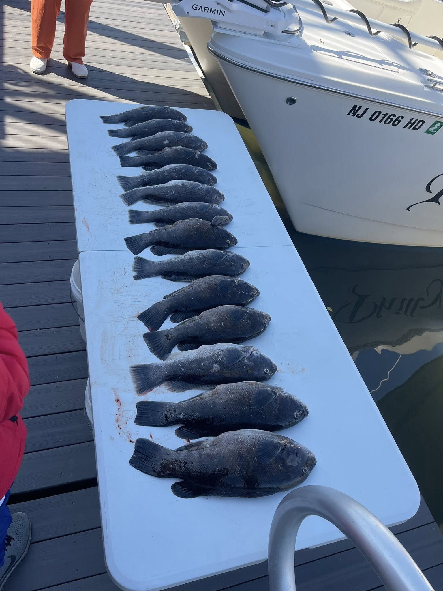 Fresh caught tautog lined up on cleaning table at Sea Isle City NJ fishing dock
