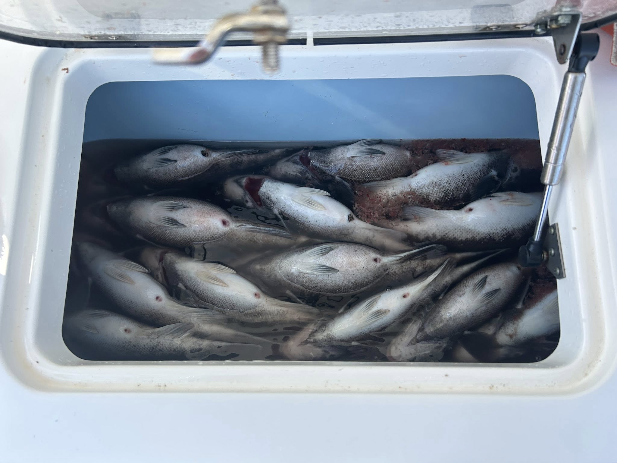 Fresh caught tautog fish in white cooler from Sea Isle City NJ fishing trip