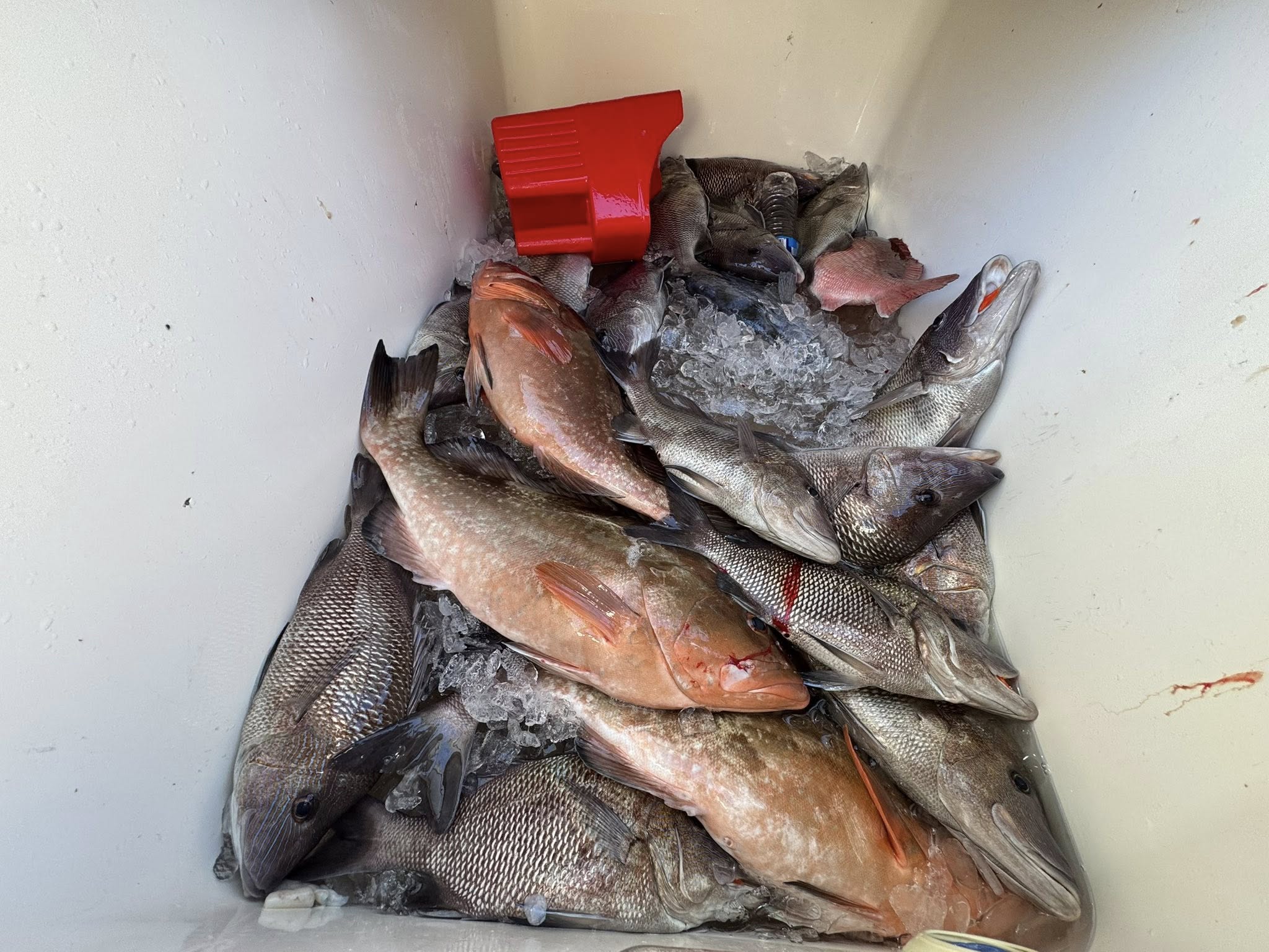 Fresh caught fish including Red Grouper and White Grunt in cooler from Carrabelle FL fishing trip