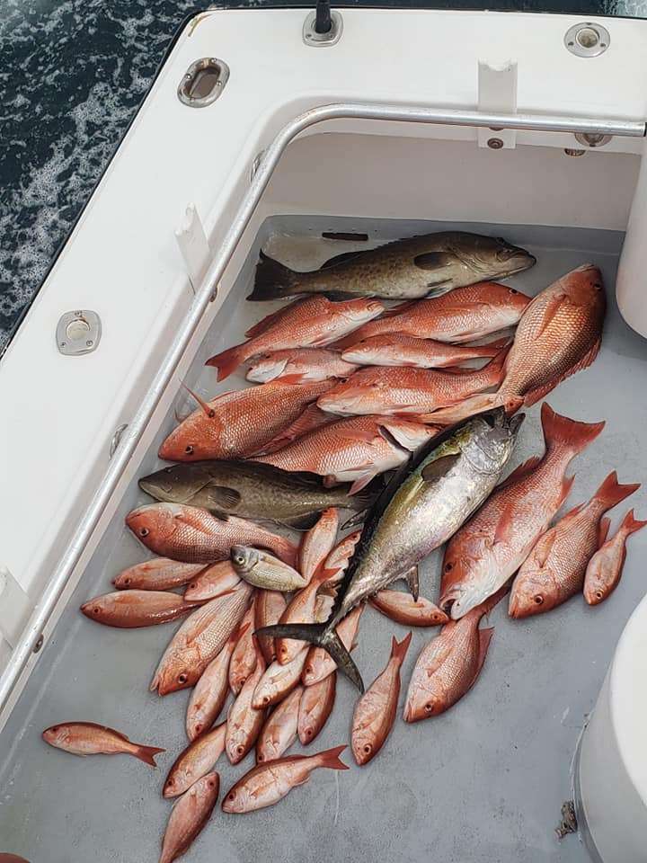 4 Blackfin Tuna caught in Destin