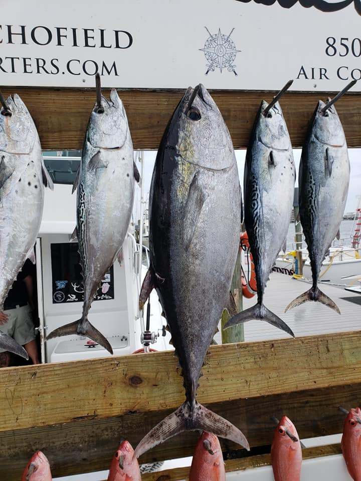 Four little tunny fish caught in Destin