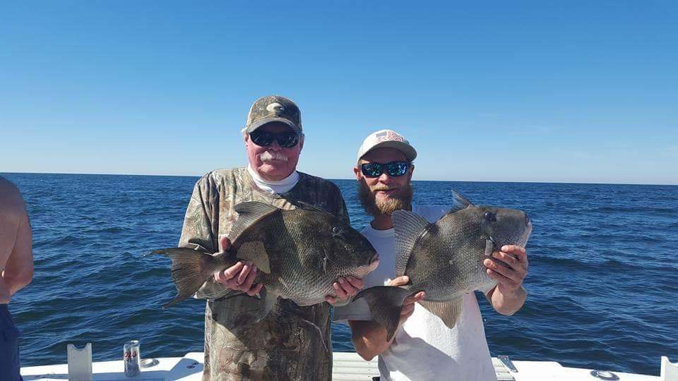 Two grey triggerfish caught in Destin