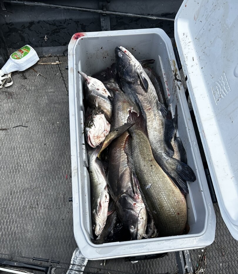 Fresh caught channel catfish and other fish species in cooler from Lafitte Louisiana fishing trip