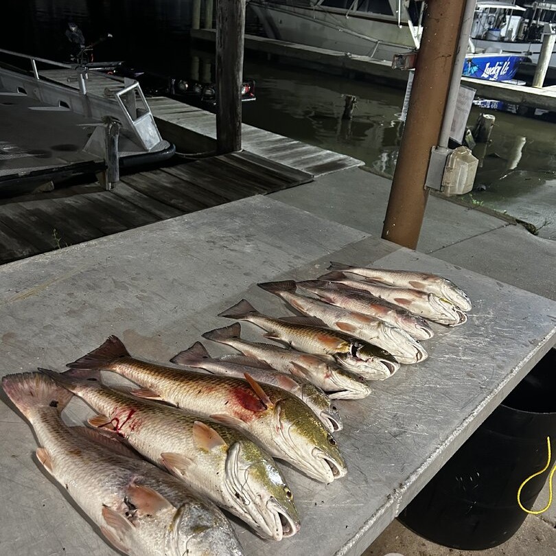 Fresh caught redfish lined up on cleaning table at marina dock in Lafitte Louisiana