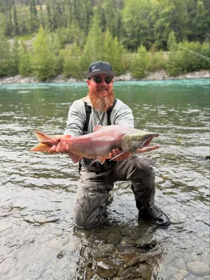 Freshly caught sockeye salmon being held in clear river water in Willow, Alaska