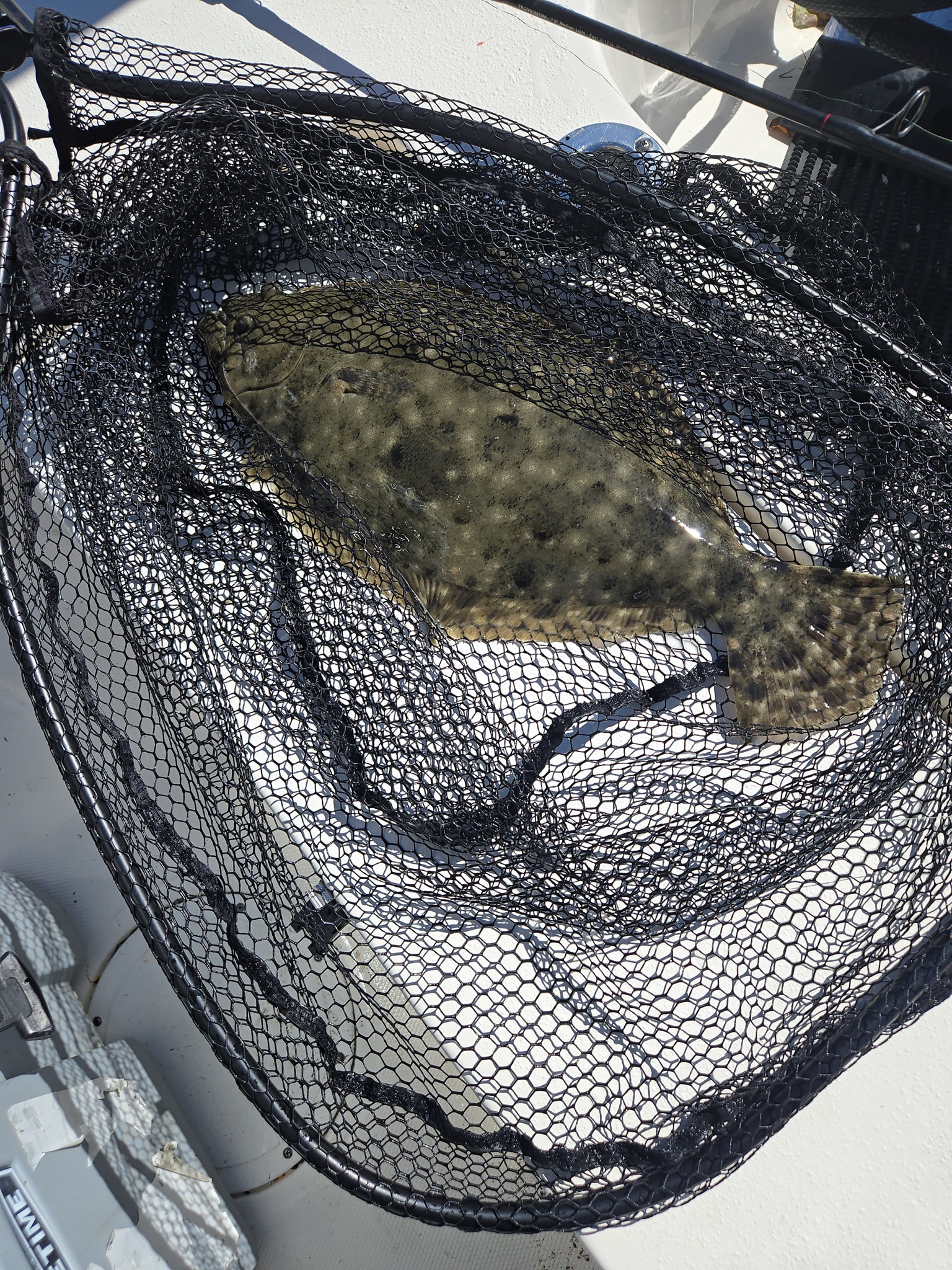 Southern Flounder caught in fishing net on boat deck in Charleston SC