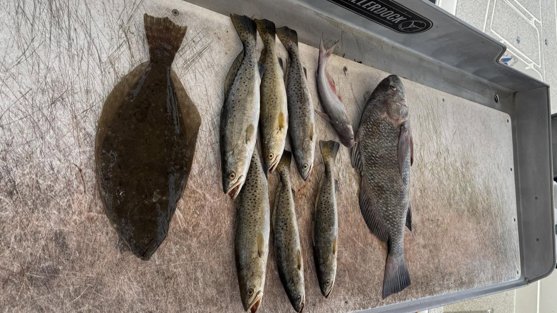 Fresh caught Southern Flounder, Black Drum, and Speckled Trout laid out on boat deck in Slidell Louisiana