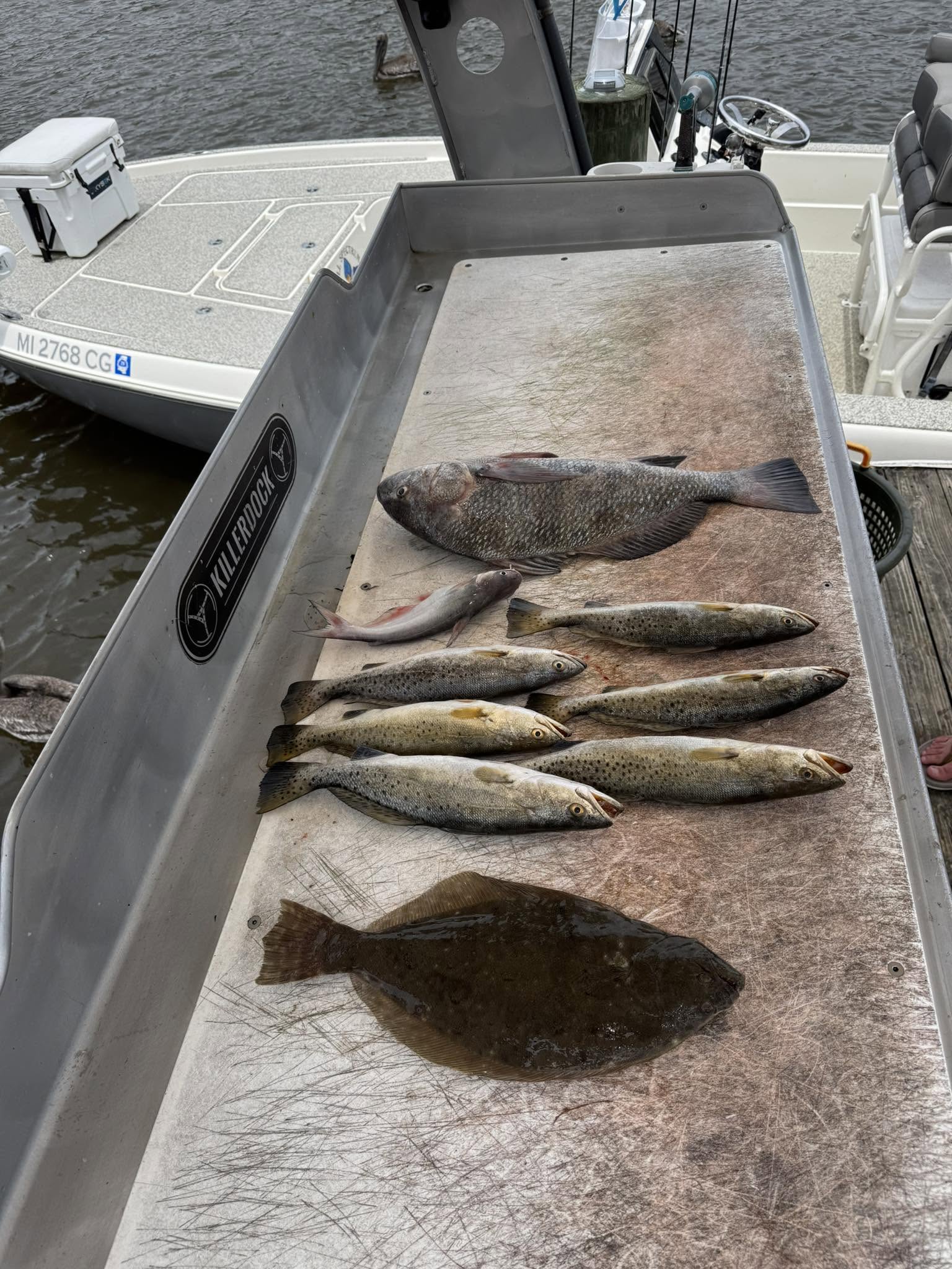 Fresh caught speckled trout, southern flounder, black drum and blue catfish displayed on fishing boat deck in Slidell Louisiana
