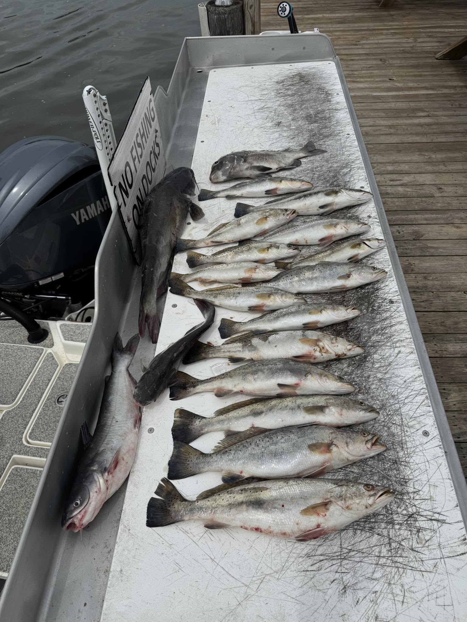 Fresh caught speckled trout and blue catfish displayed on boat cleaning station in Slidell LA