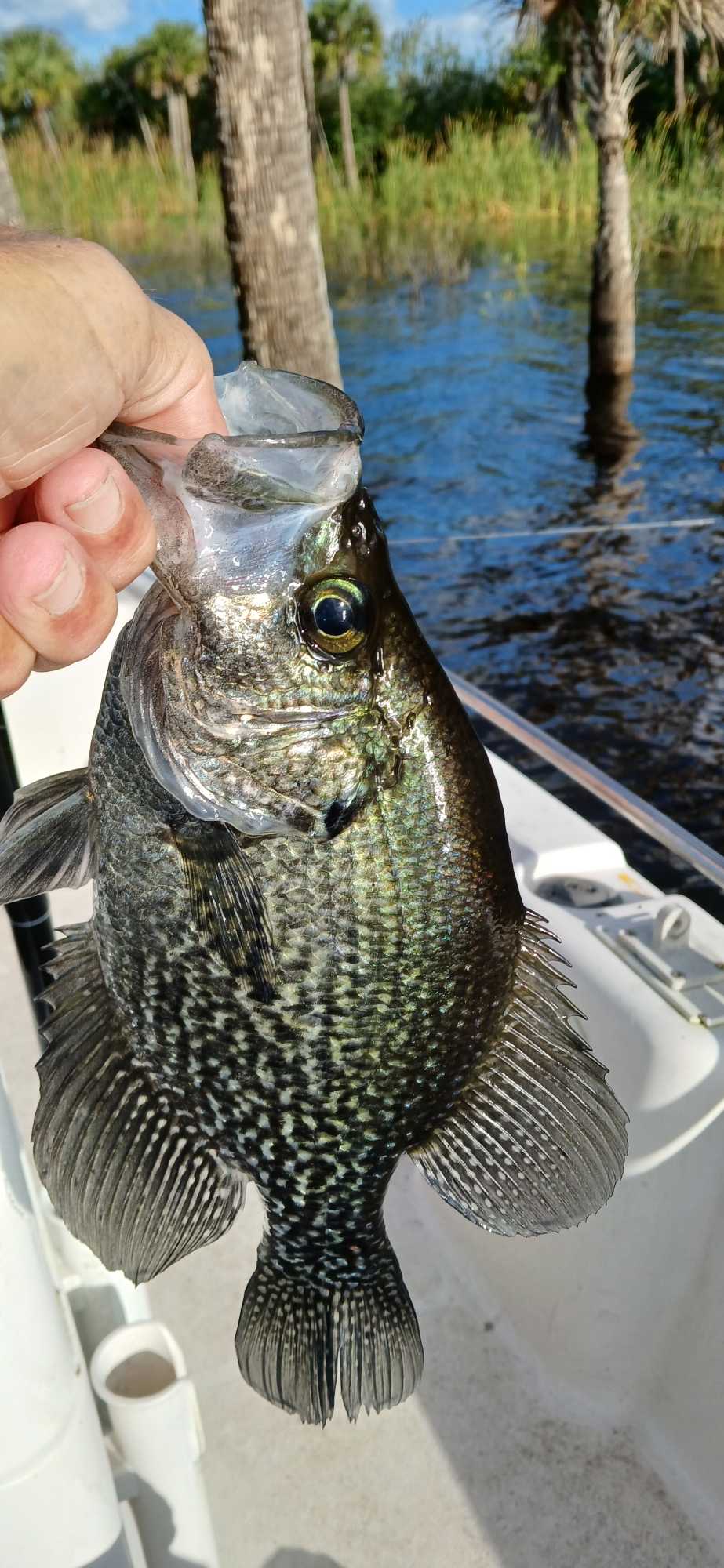 A crappie fish caught in Fellsmere