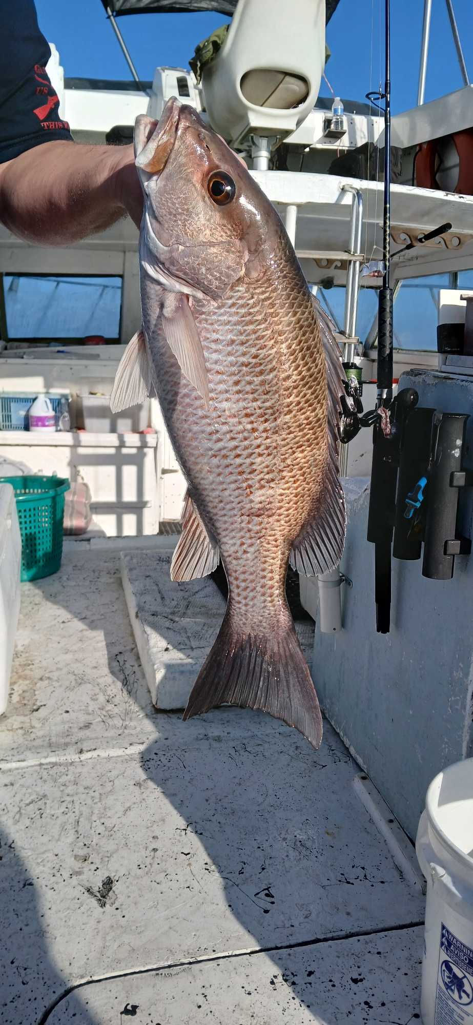 A grey snapper fish caught while fishing in FL