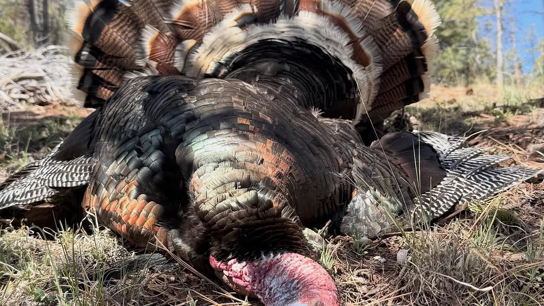 Wild turkey harvested during hunting trip in Scottsdale Arizona
