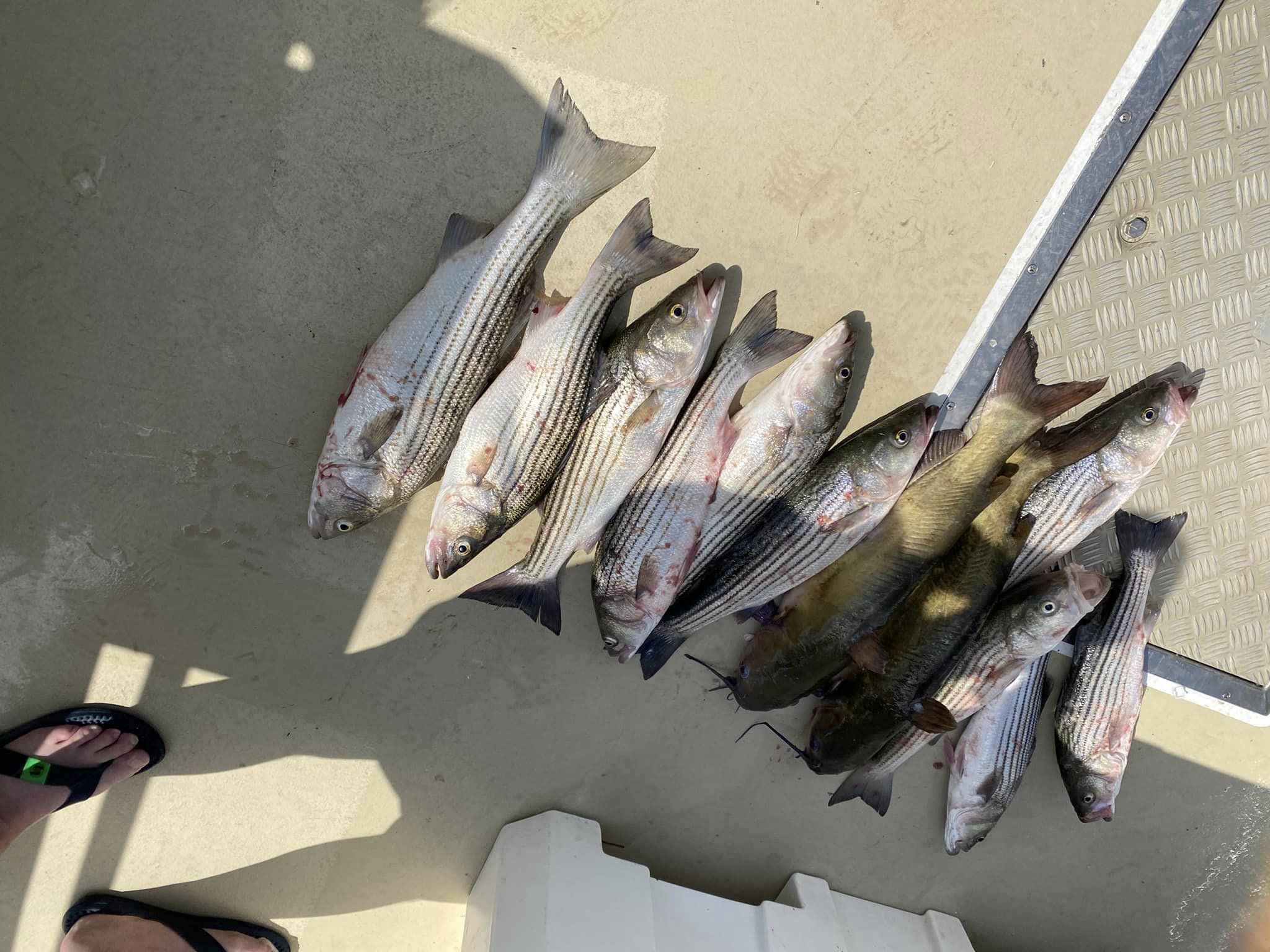 Two striped bass caught in Deale