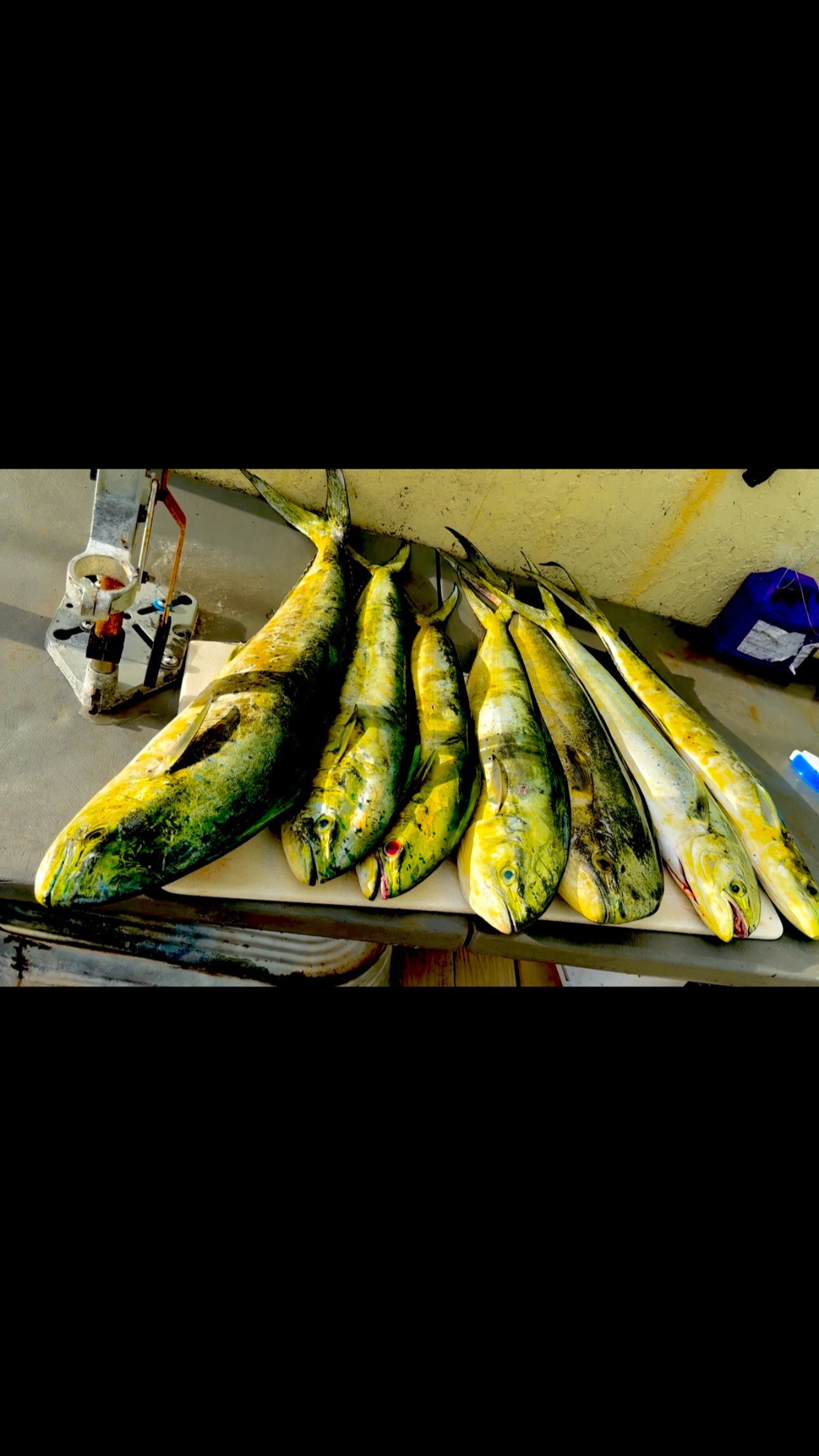 Four fish caught in the waters of Miami, Florida