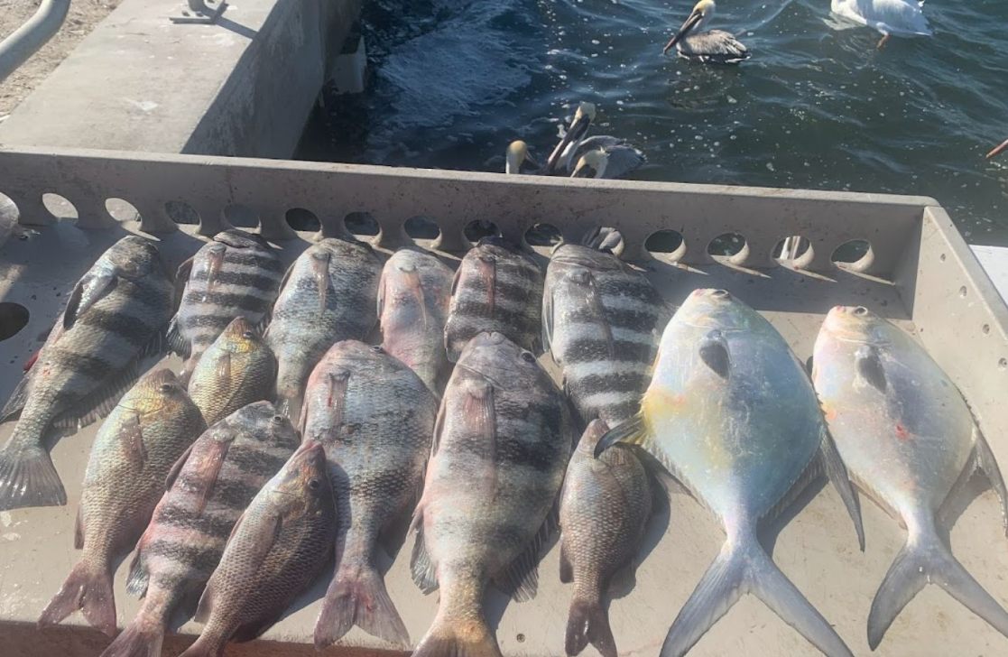 6 Permit, Sheepshead and Black Drum fish caught in FL