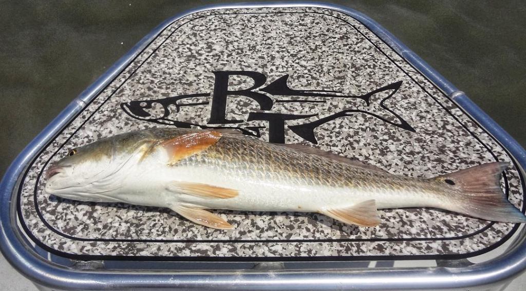 Redfish caught in TX