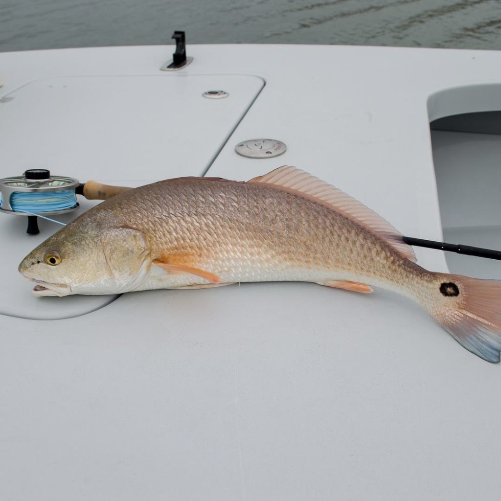A redfish caught in Corpus Christi