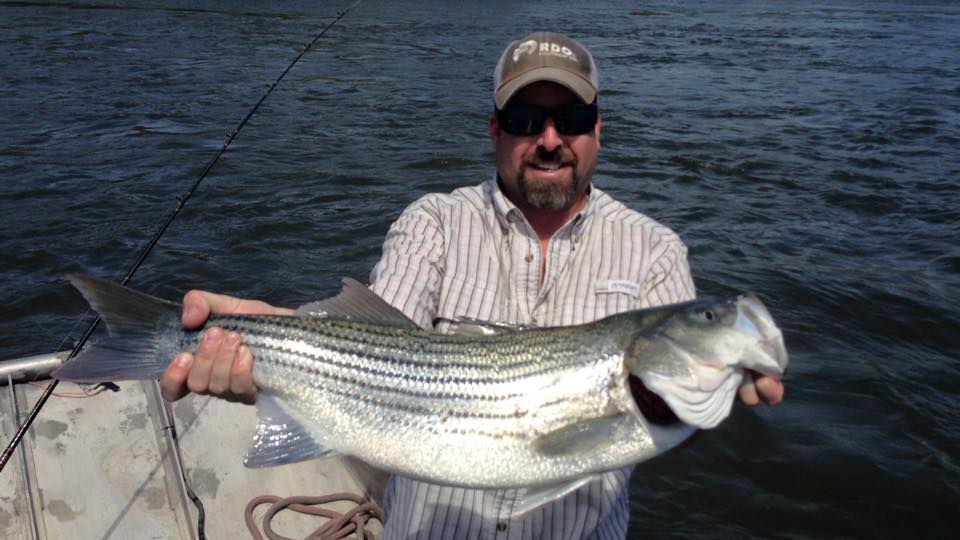 Striped bass caught in TX