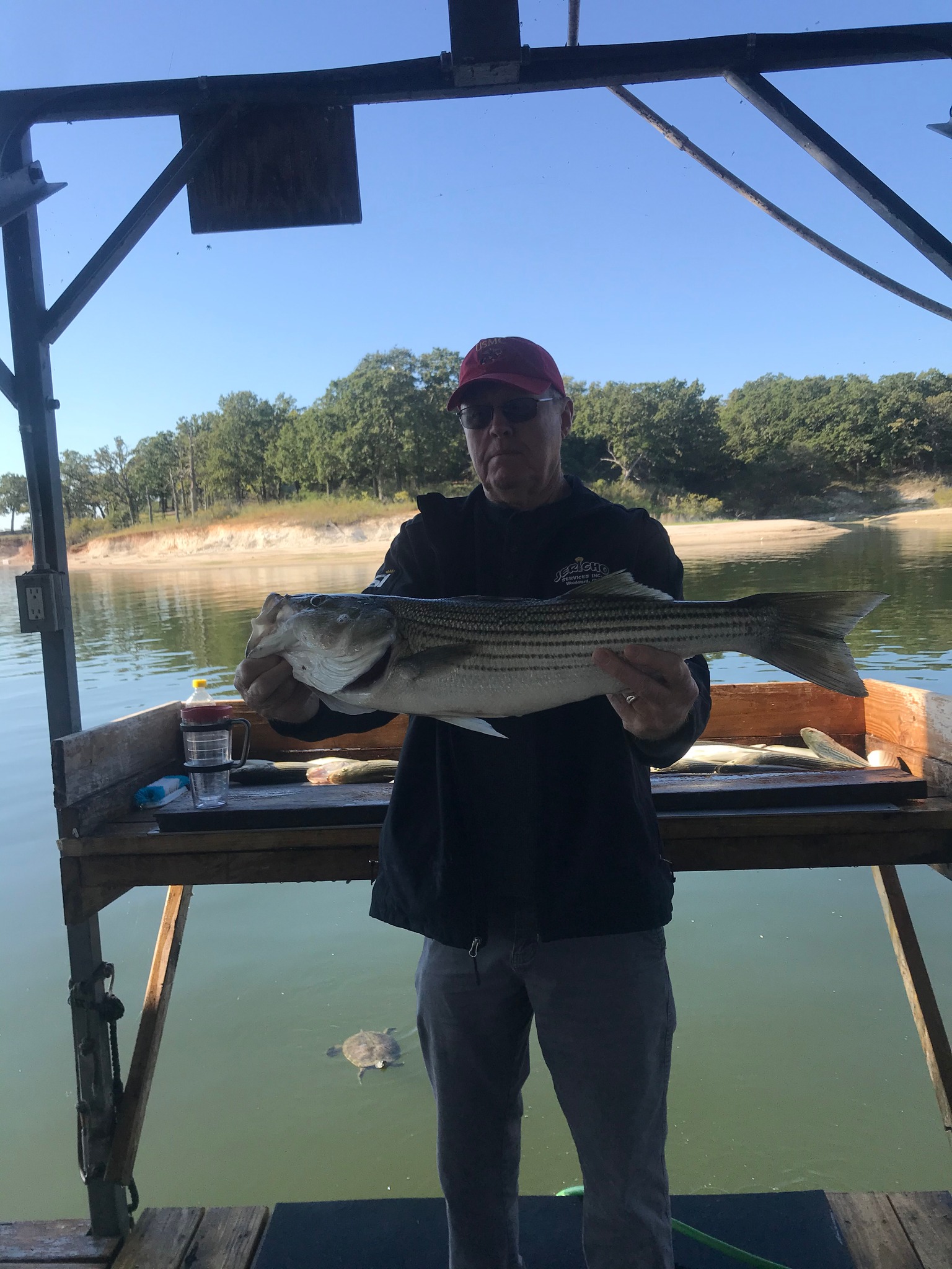 Striped bass caught while fishing in TX
