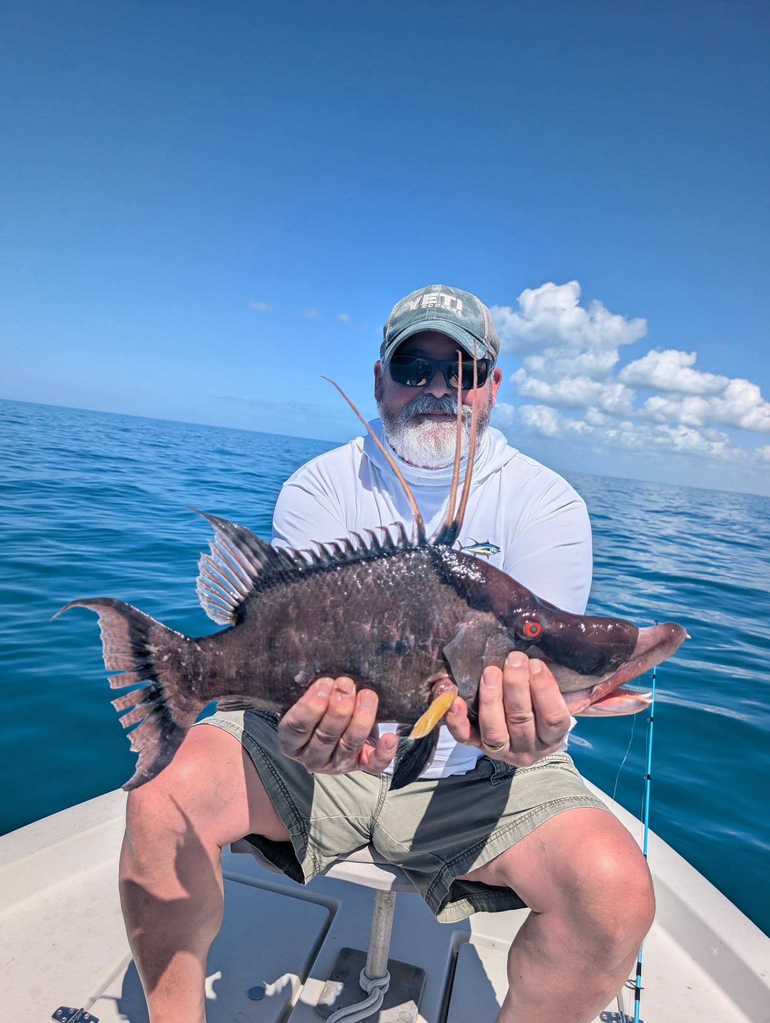 Hogfish catch held on fishing boat in St. Petersburg FL waters