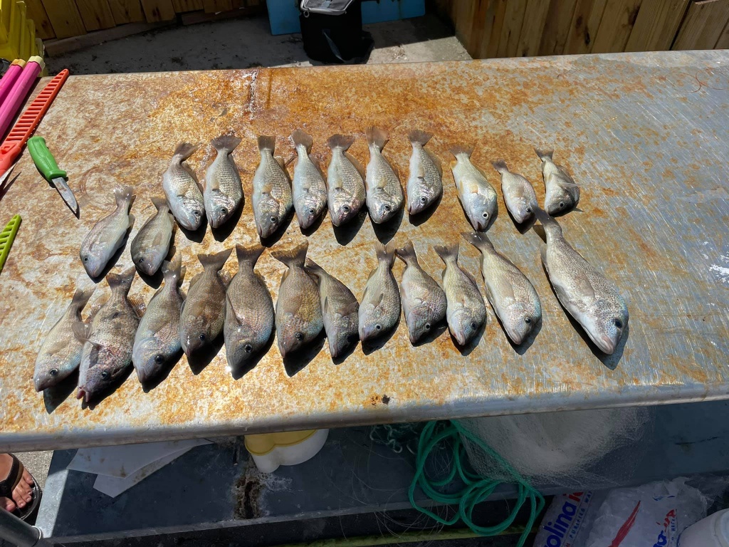 7 greater amberjack fish caught in NC