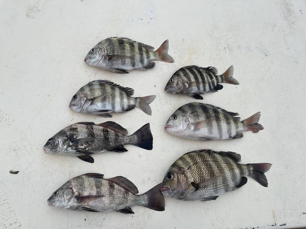 Seven sheepshead and black drum fish caught at Swansboro
