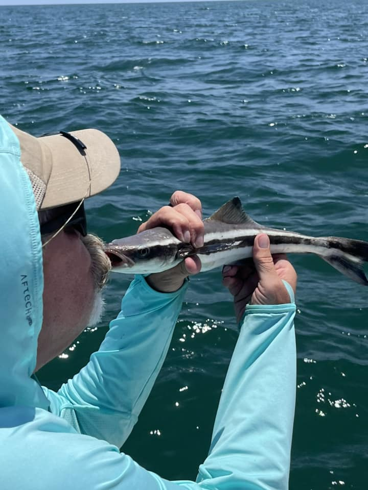 Cobia fish caught while fishing in South Carolina