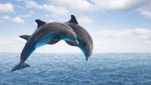 Dolphins swimming in Charleston Harbor during scenic boat tour with wildlife viewing
