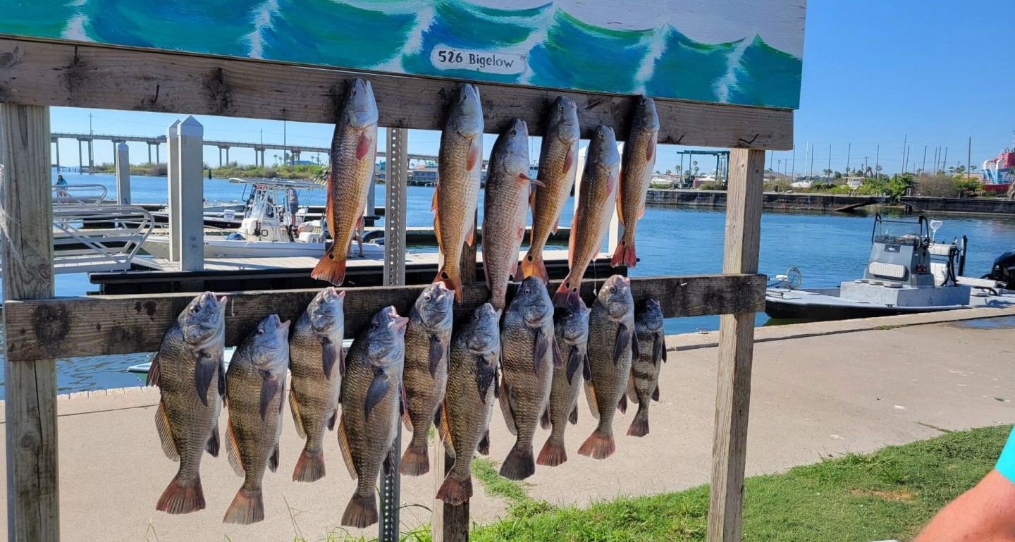 Fresh caught black drum and redfish hanging on cleaning station in Aransas Pass TX