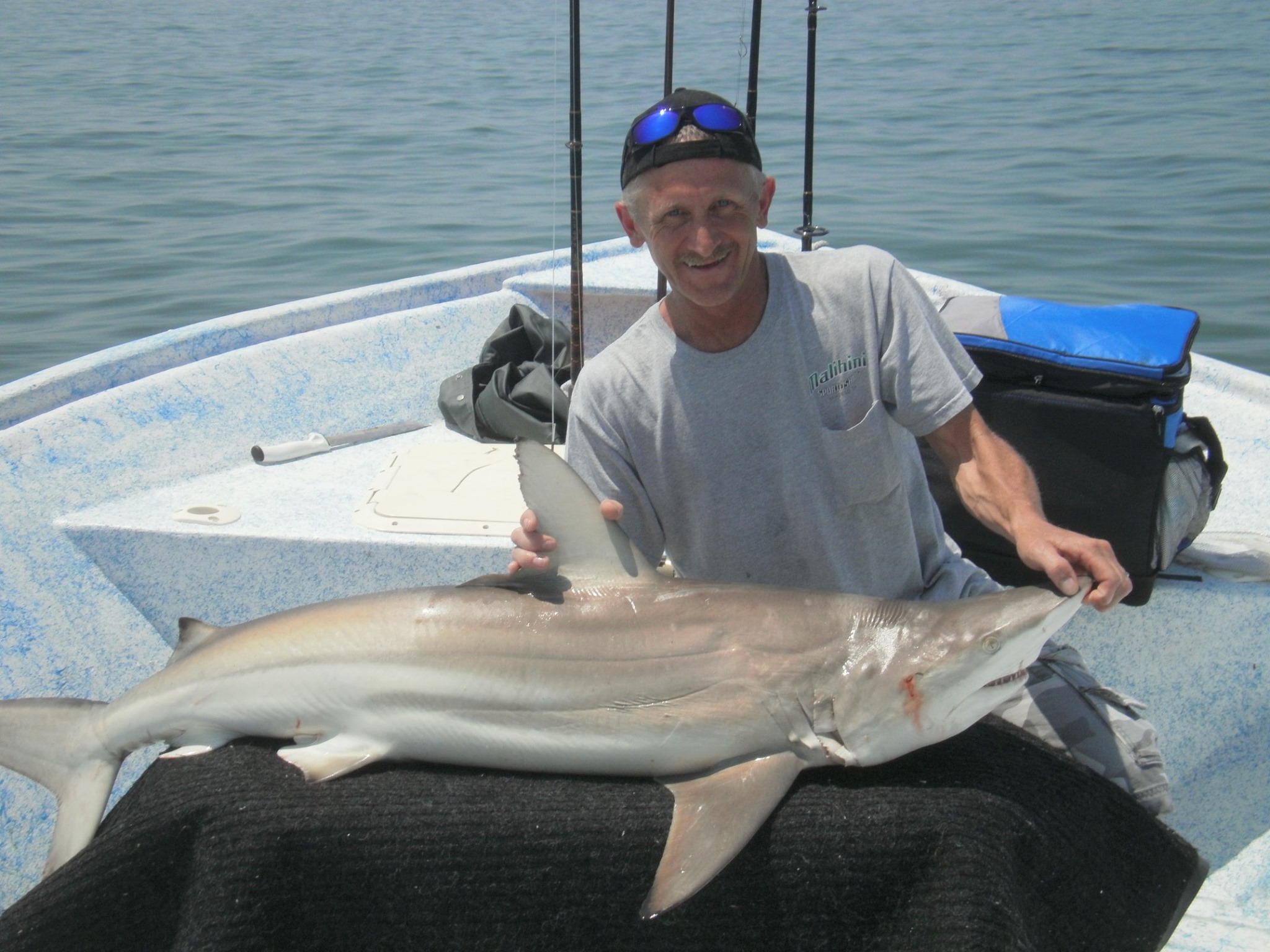 Blacktip shark caught on North Pinellas Avenue