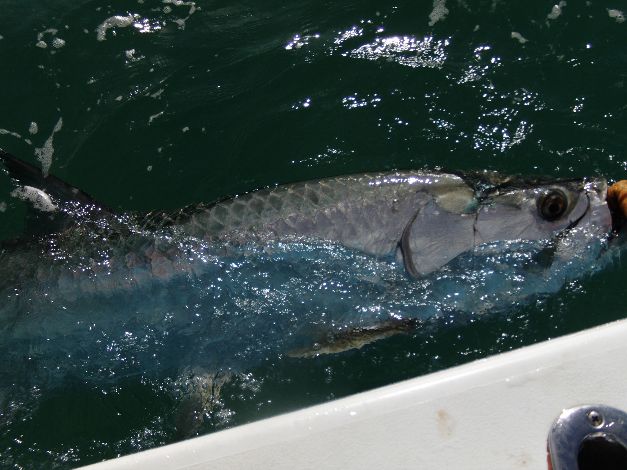 One fish in the water at North Pinellas Avenue