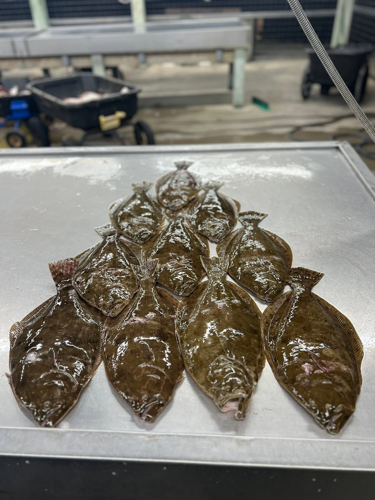 Fresh caught flounder and halibut displayed on cleaning station in Matagorda TX