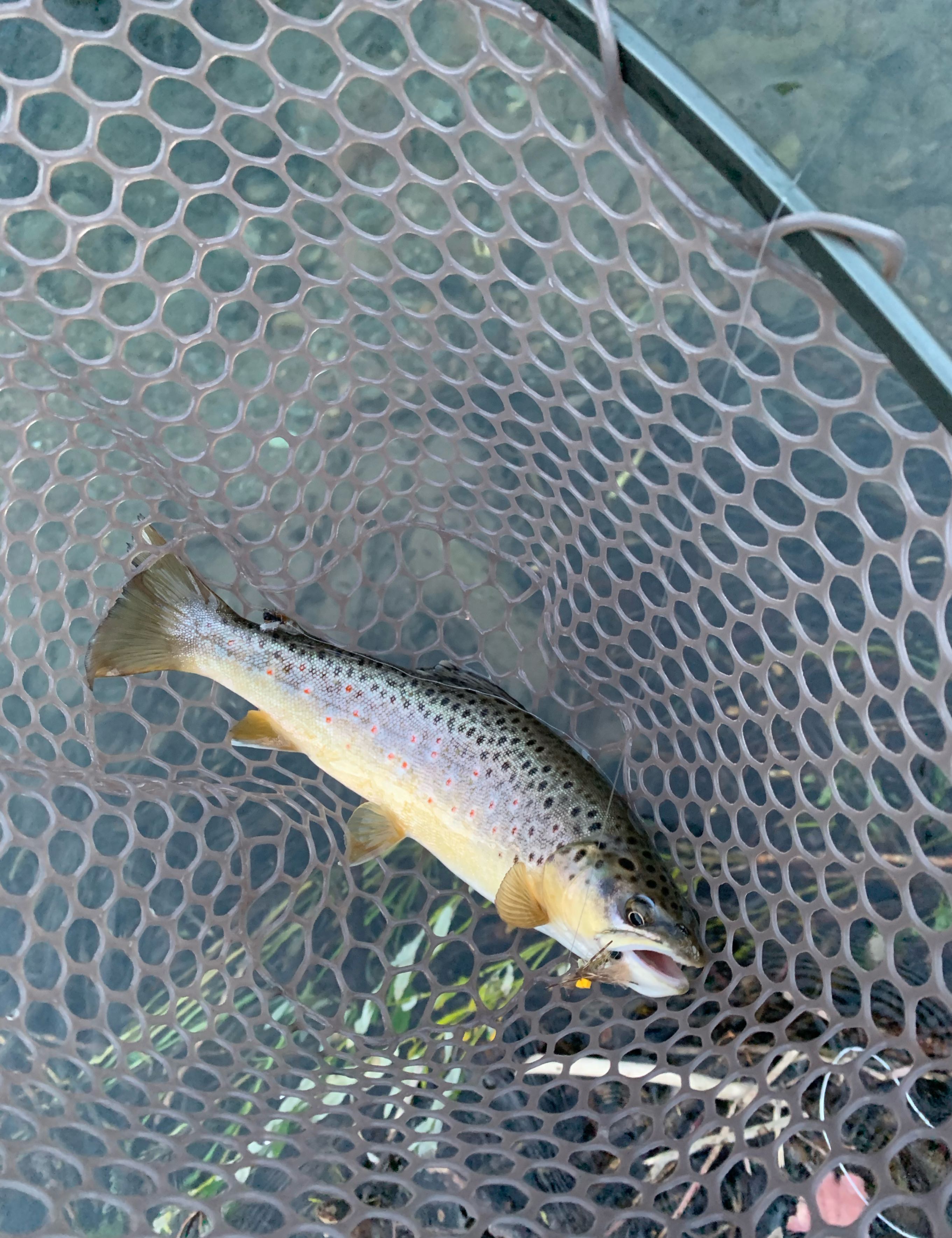 Angler holding a 151-inch fish in Wyoming