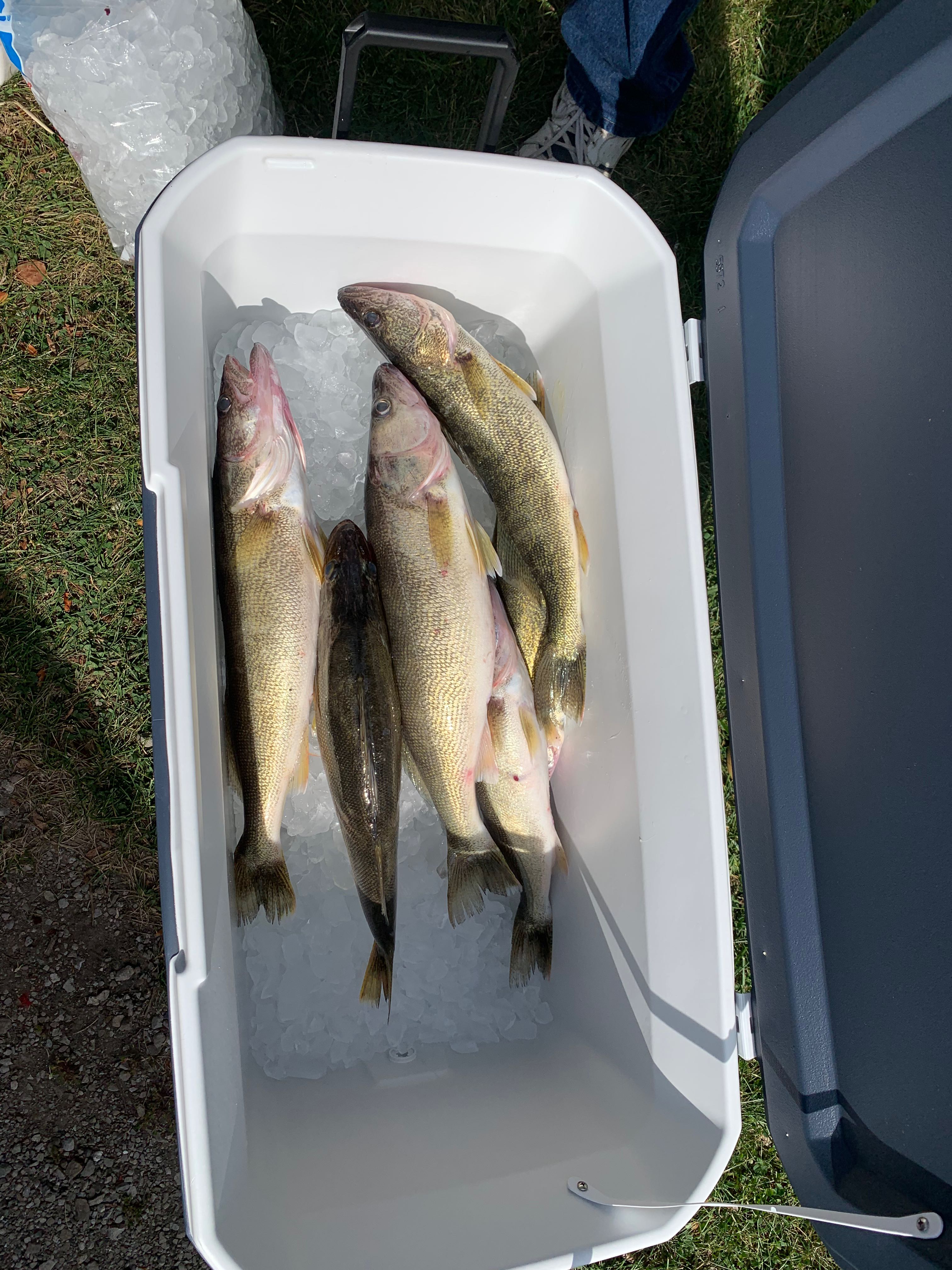 Two fish caught in Port Clinton