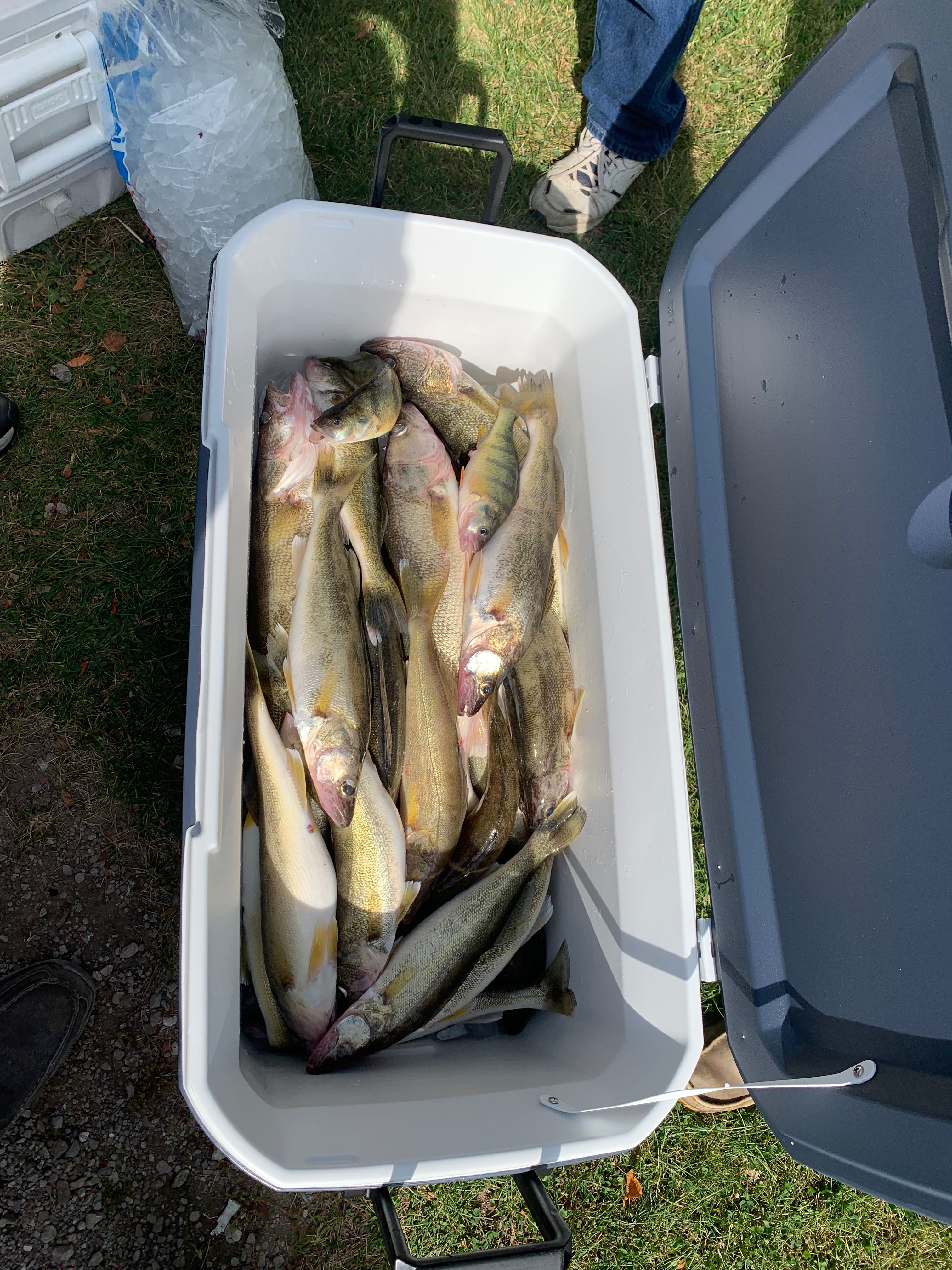 Two big fish caught while hunting at Port Clinton
