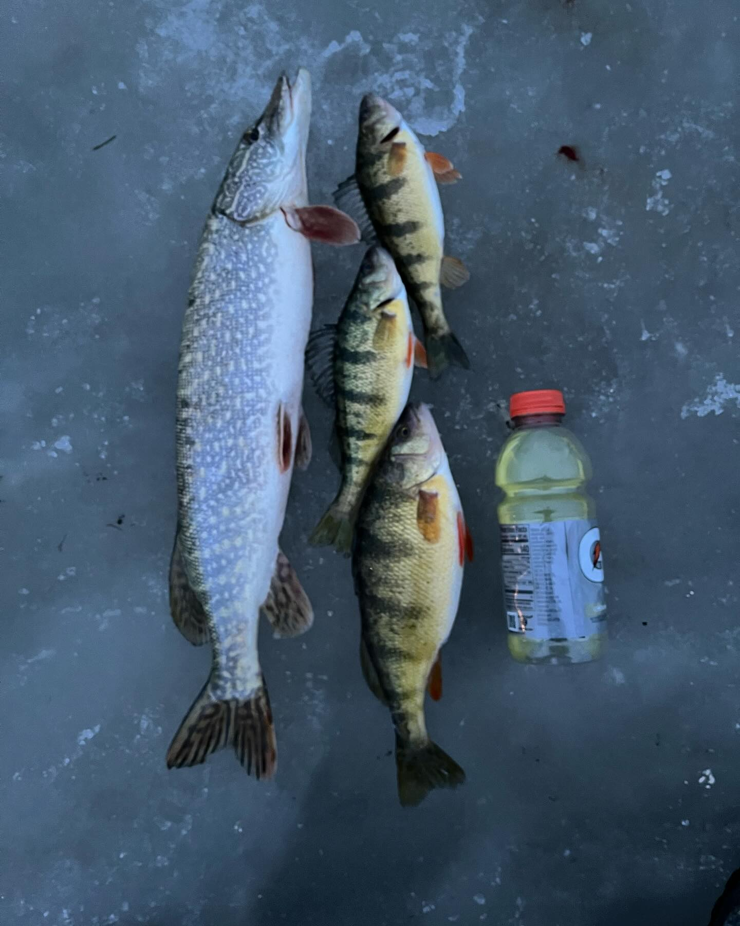 Three northern pike caught in MI