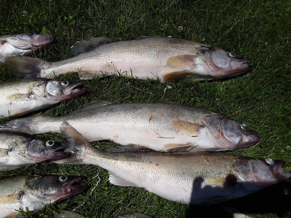 6 bluefish caught in OH