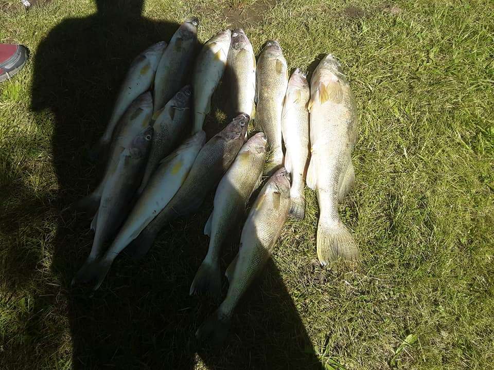 Eight fish caught in OH