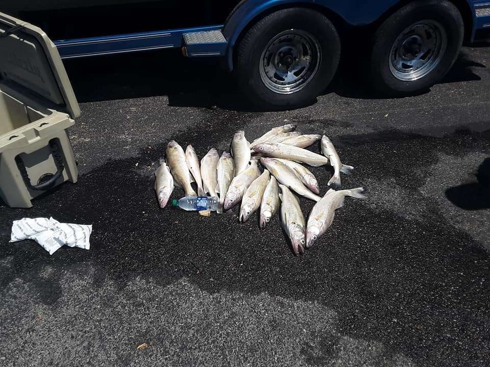 Two fish caught in OH.
