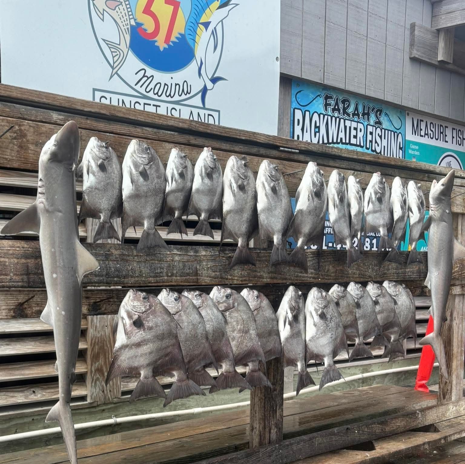 15 bonnethead sharks and black drum caught while fishing in Corpus Christi
