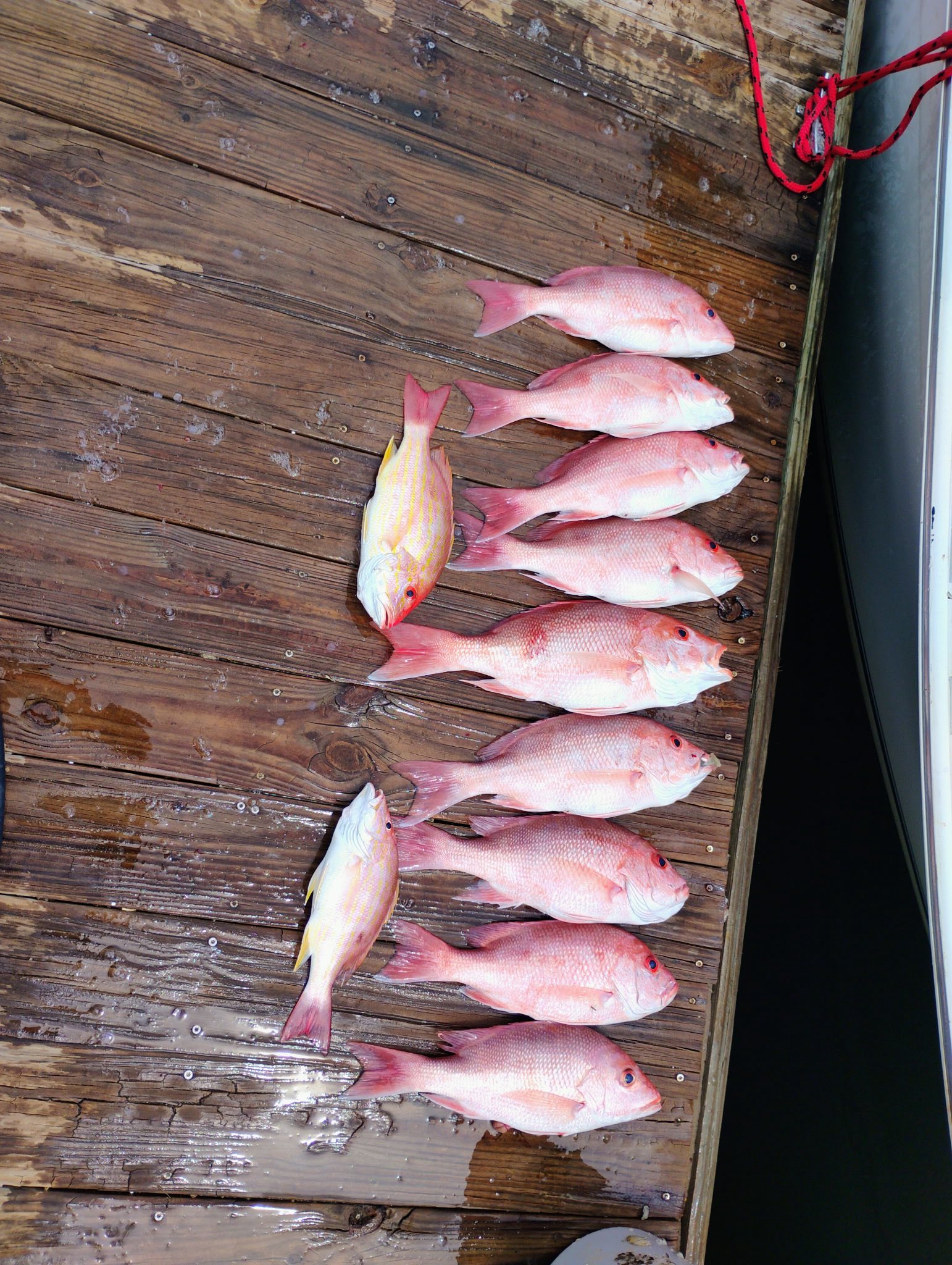 11 grey snapper and mangrove red snapper fish caught in Corpus Christi