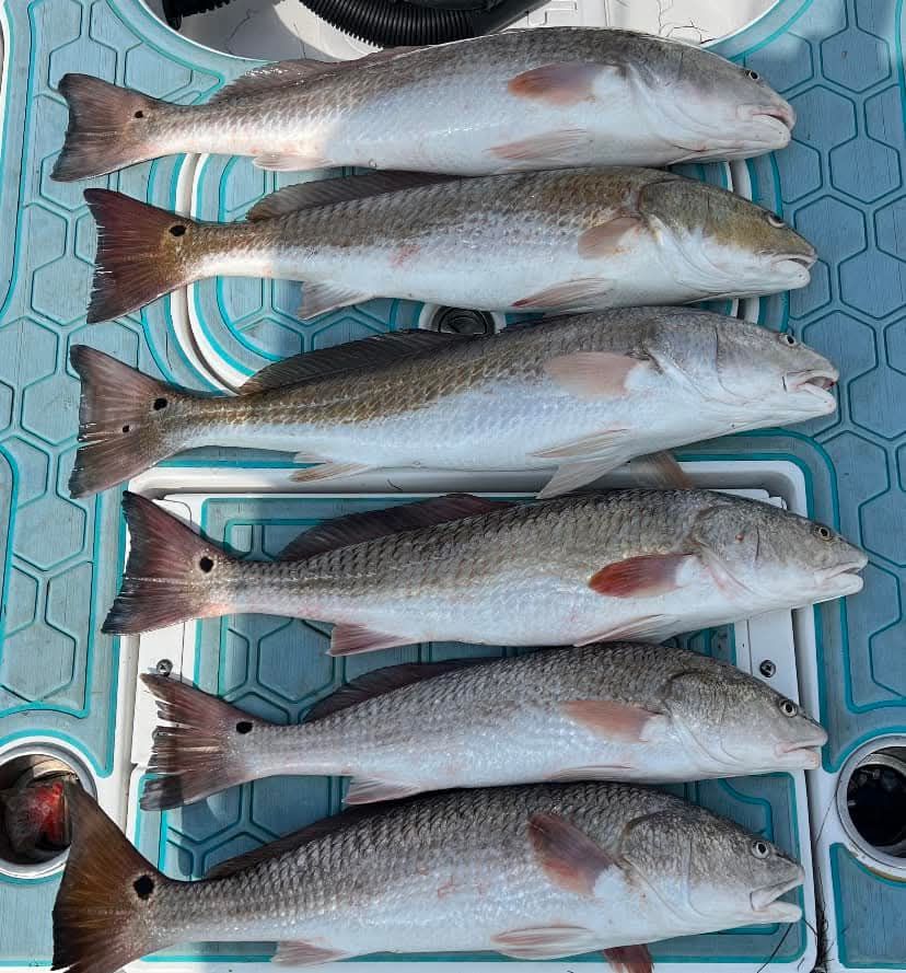 Six redfish caught in TX