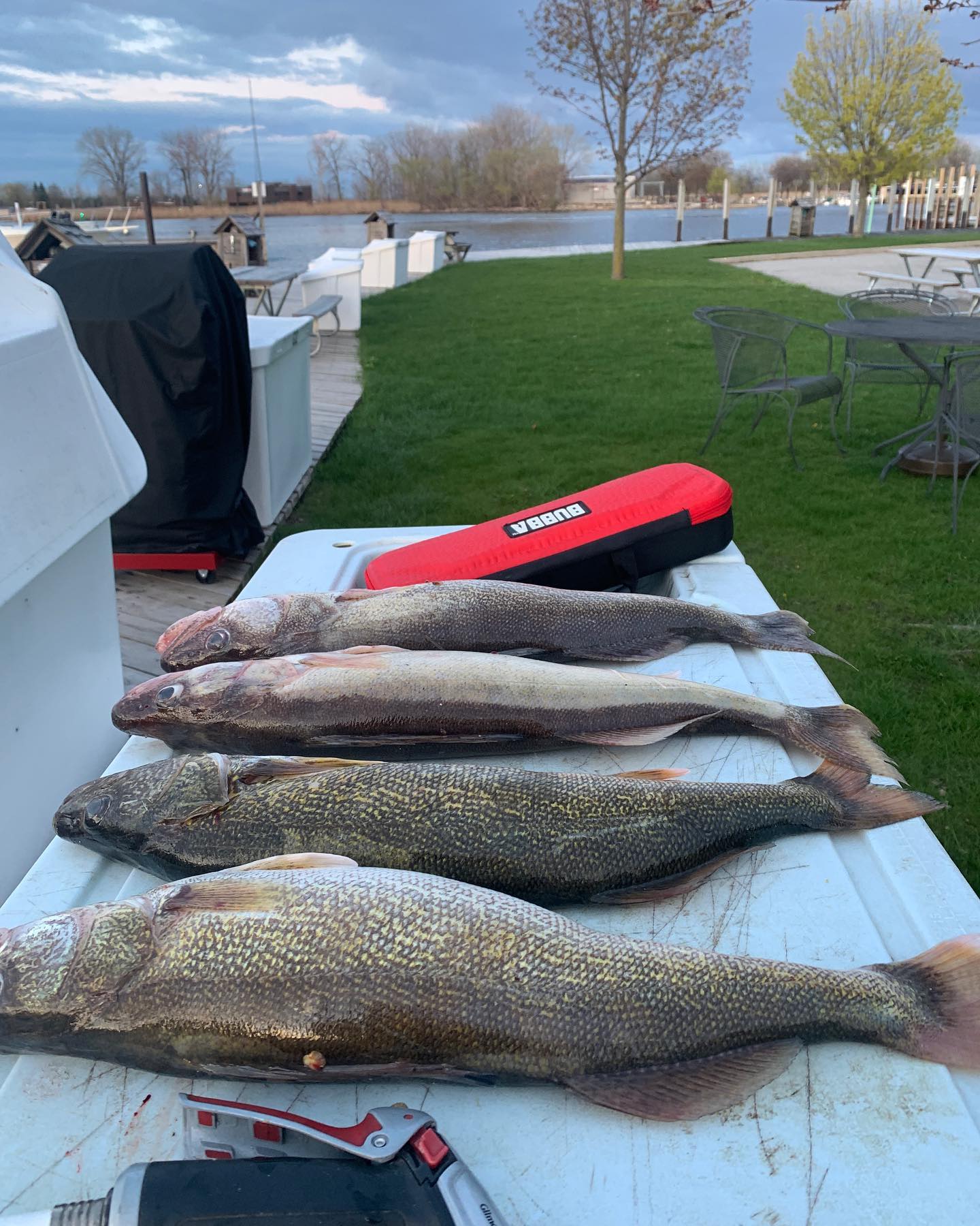 Four fish caught in the waters of Bay City